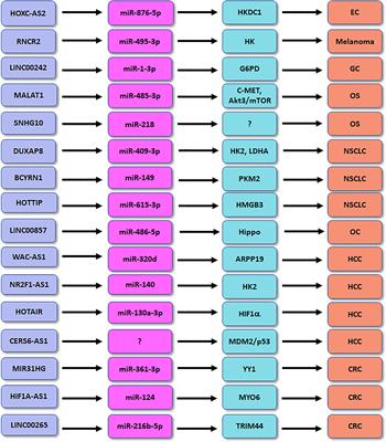 The role of lncRNAs in regulation of DKD and diabetes-related cancer